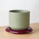 Ruby Rubber Plant - Black Lily Ceramic & Burgundy Saucer 