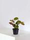 Maranta