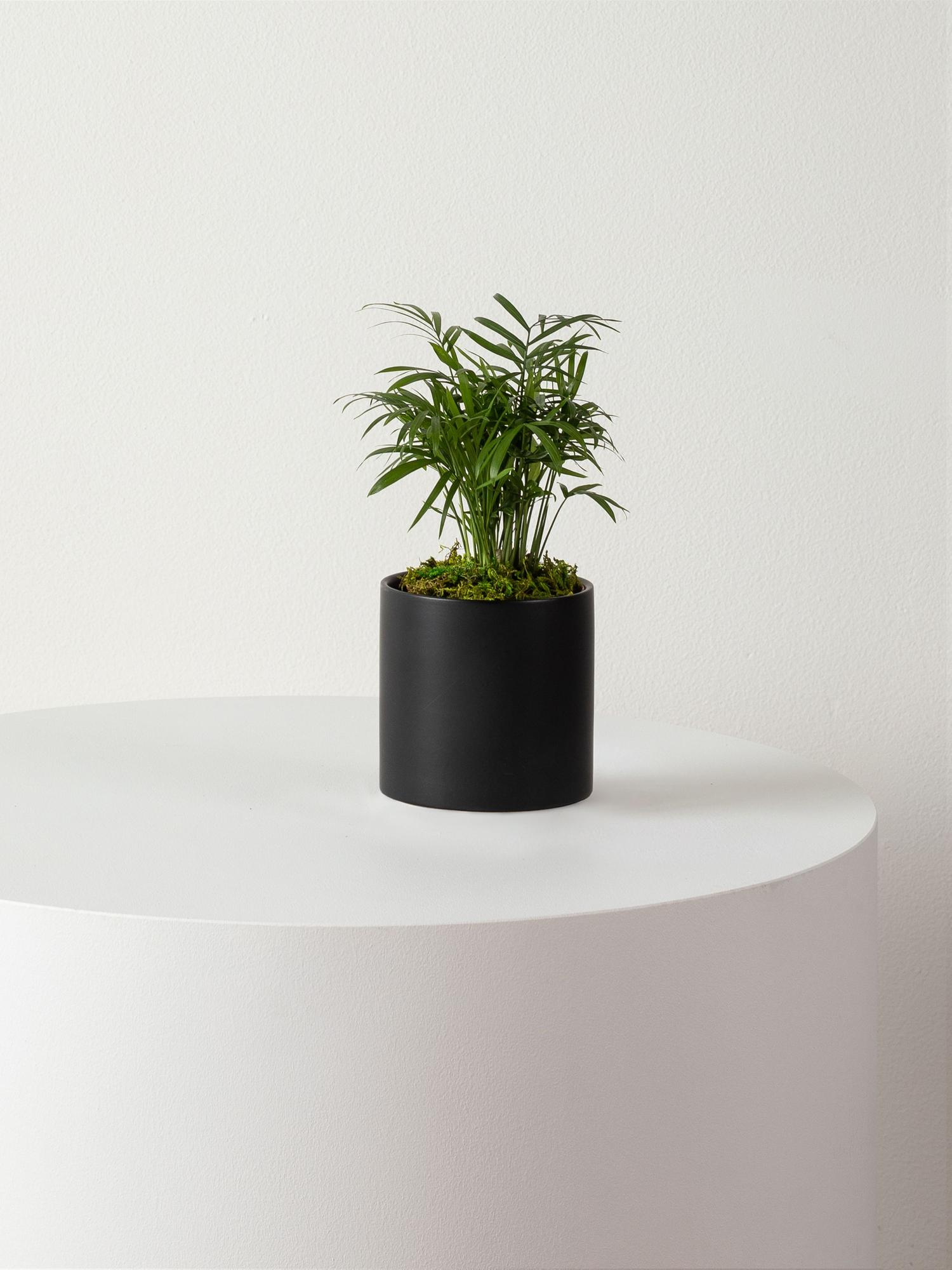 Parlor Palm