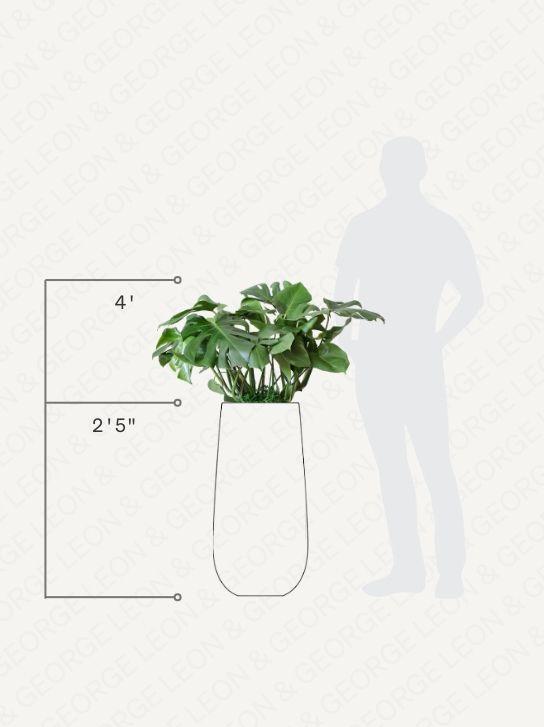 Monstera Deliciosa