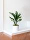 Aspidistra Elatior