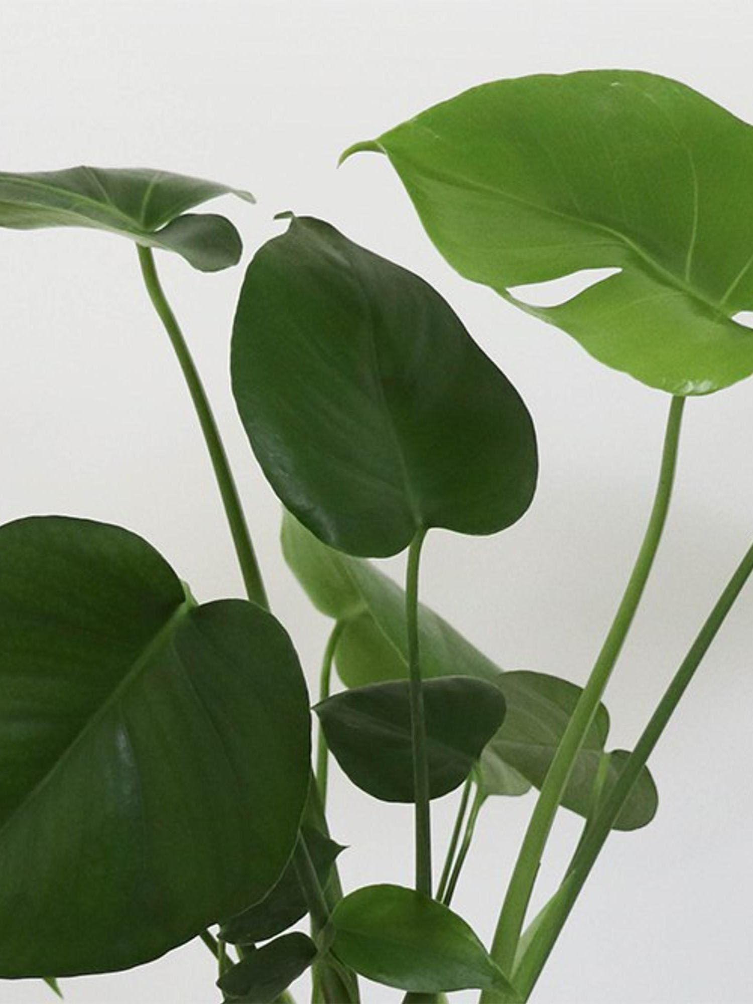Monstera Deliciosa