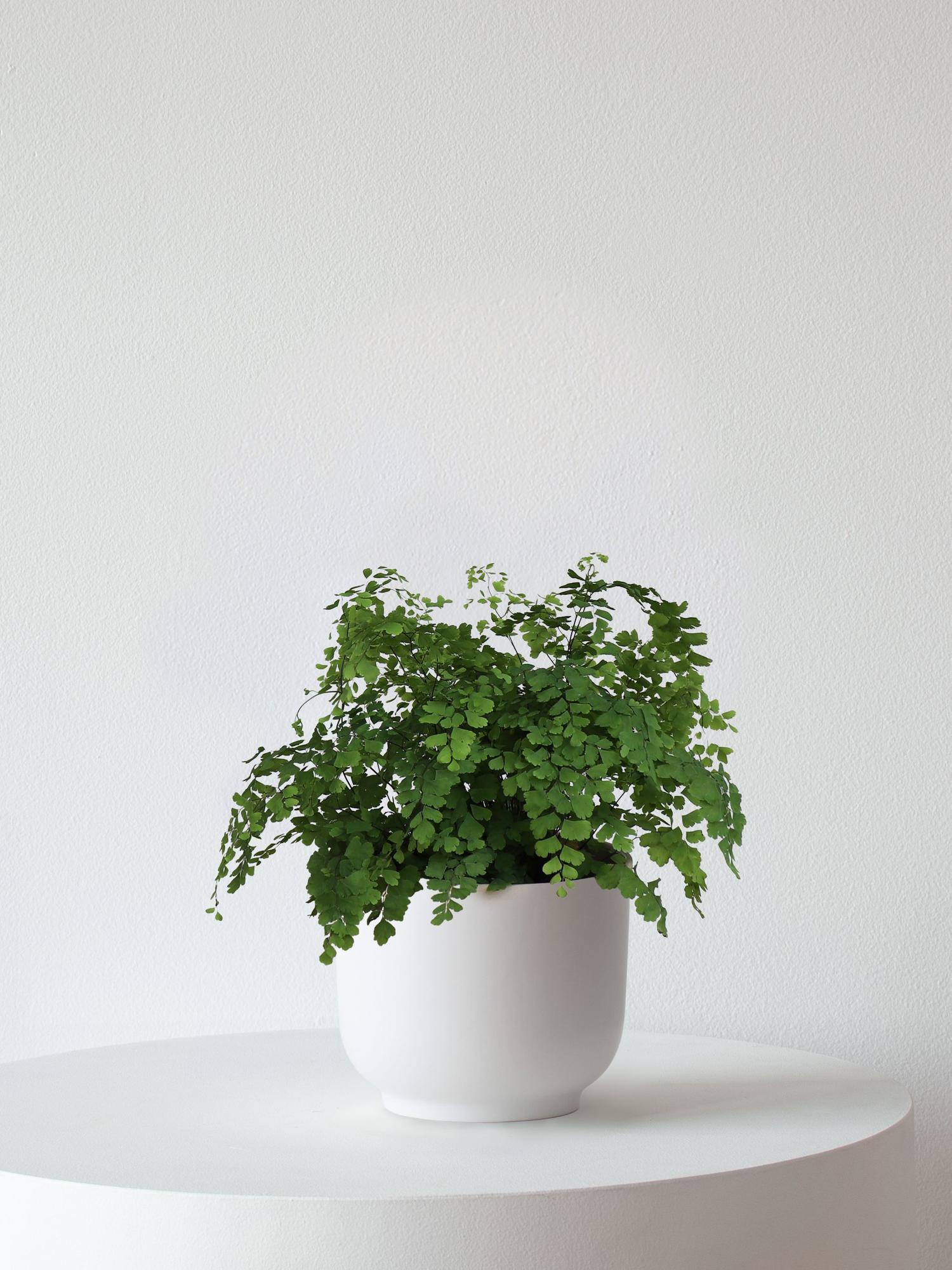 Maidenhair Fern