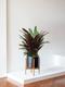 Calathea Peacock of Rio