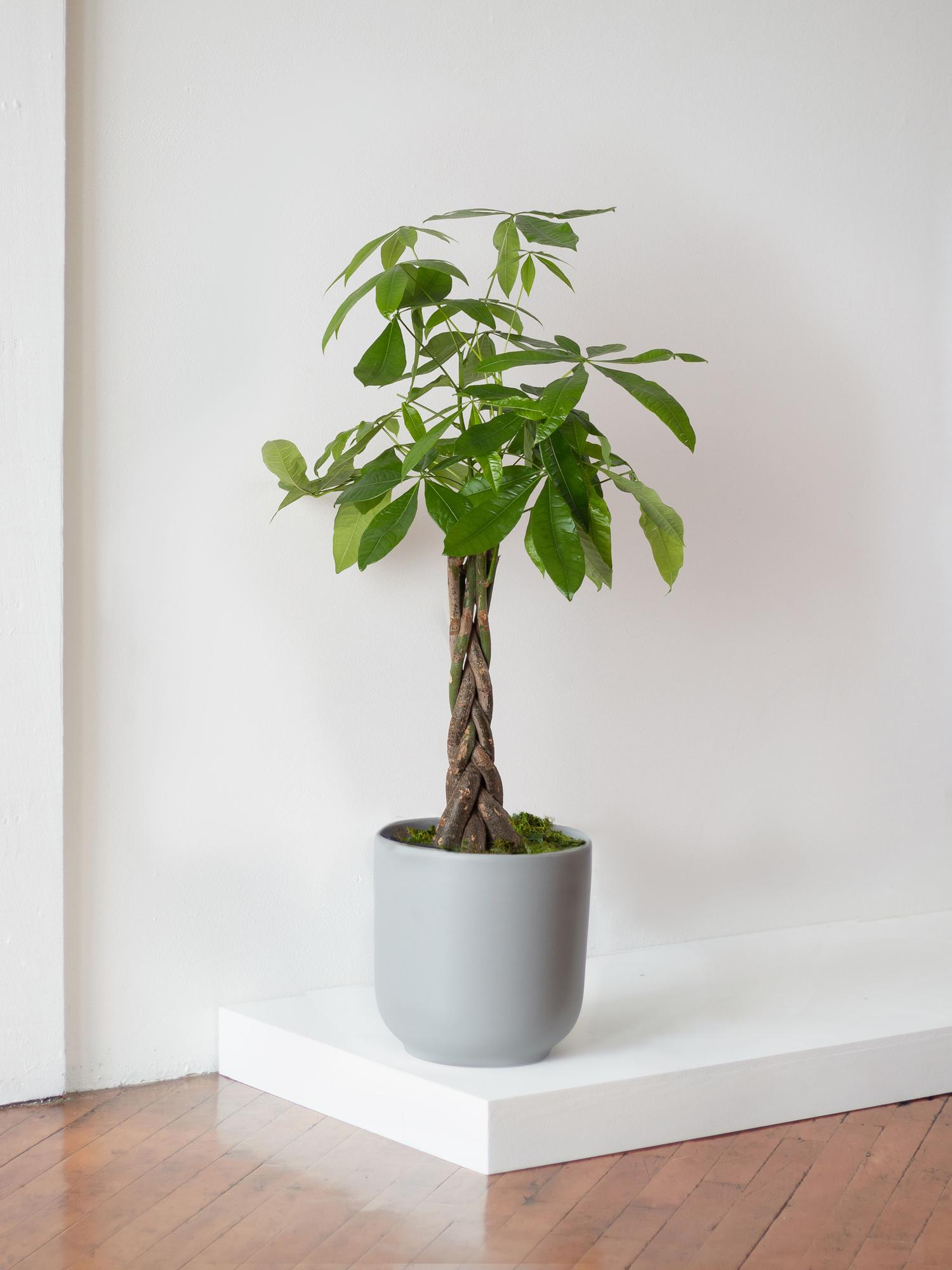 Braided Money Tree