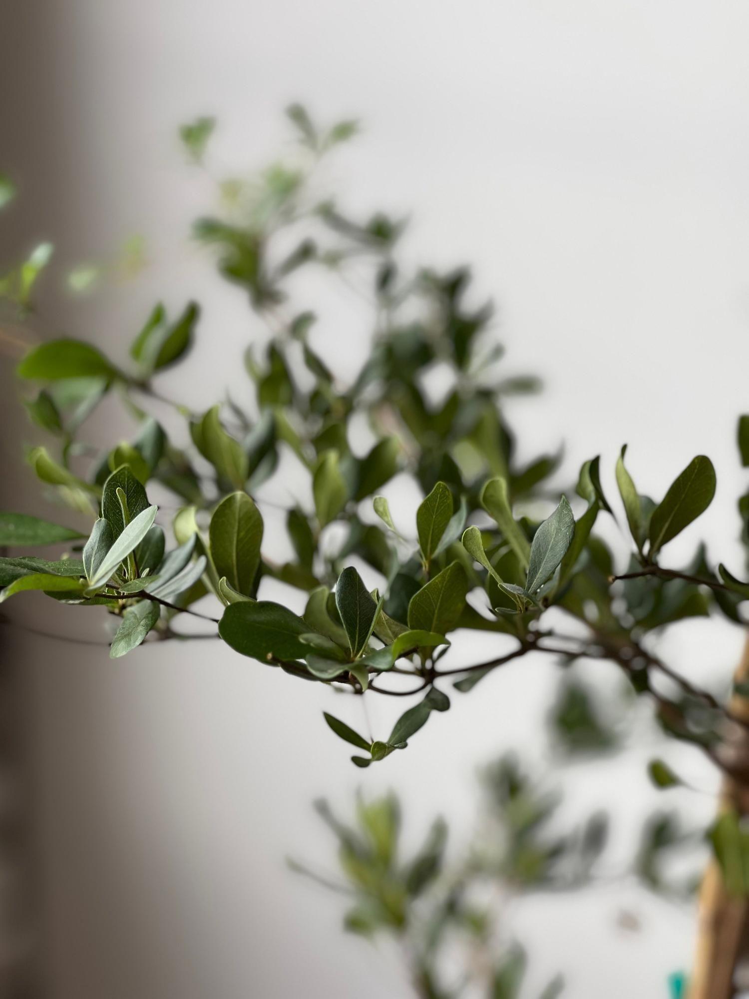 Black Olive Tree