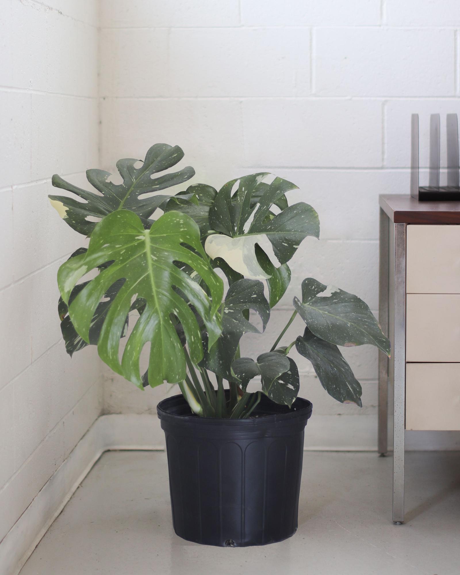 Monstera Thai Constellation