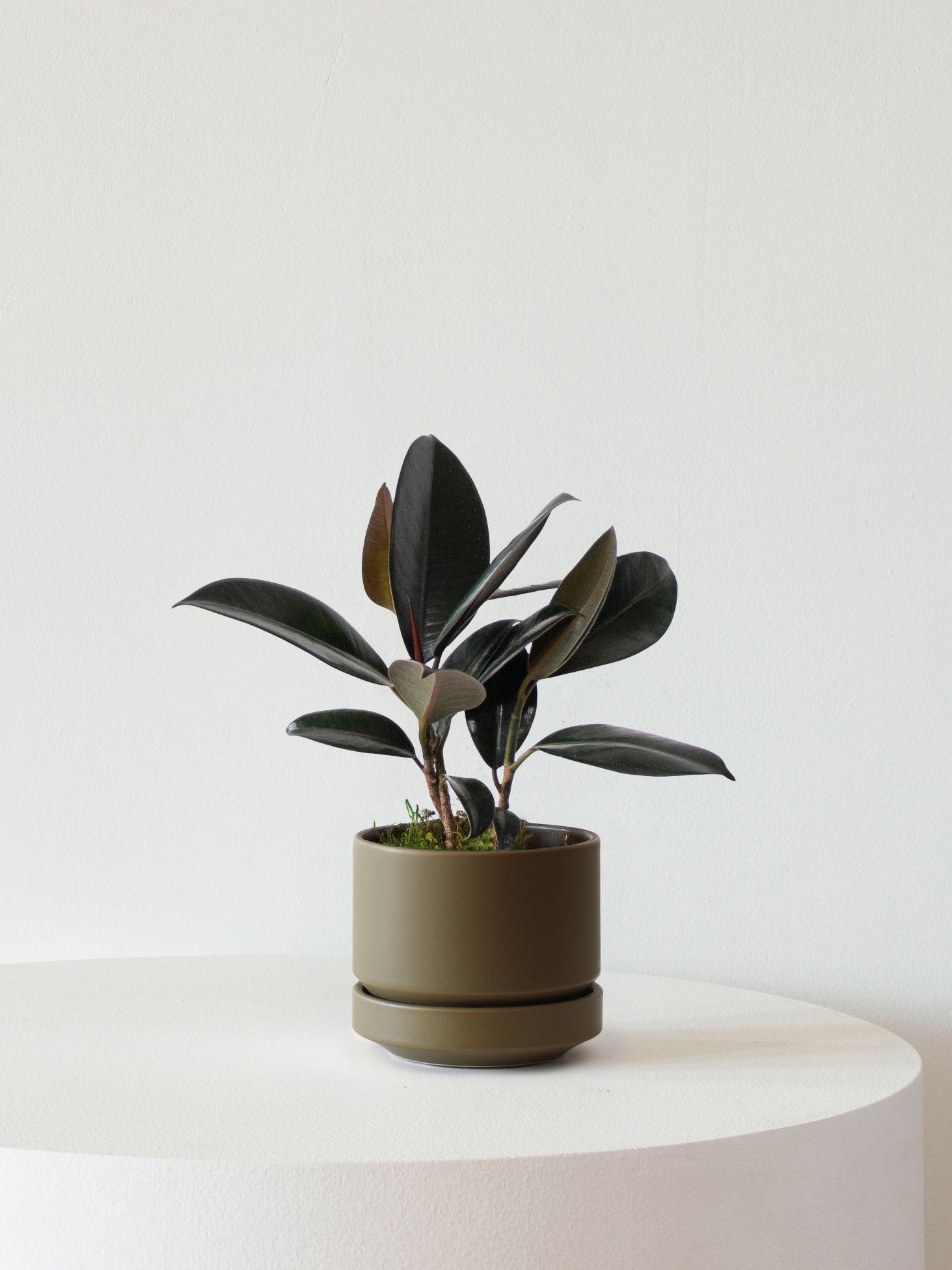 Rubber Plant