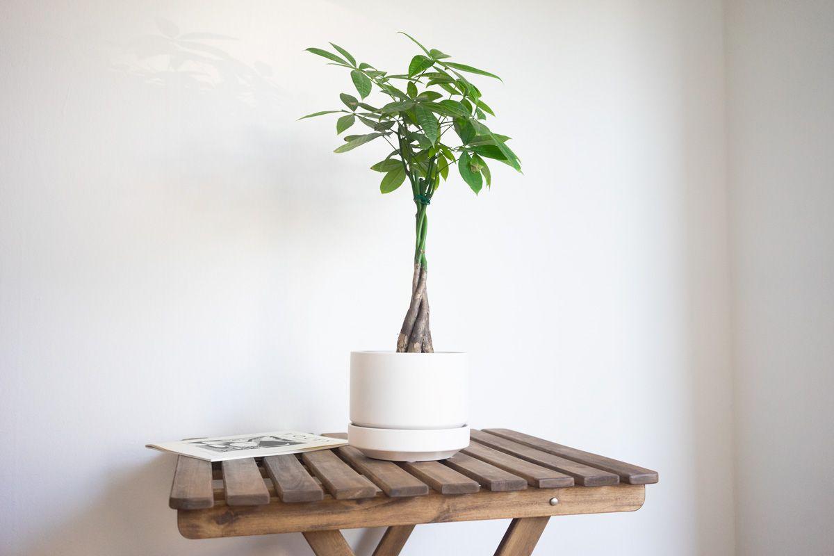 Braided Money Tree - Scandinavian