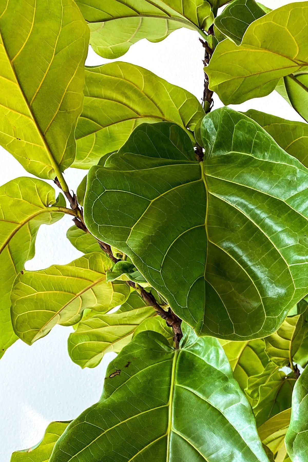 Ficus Lyrata Buisson