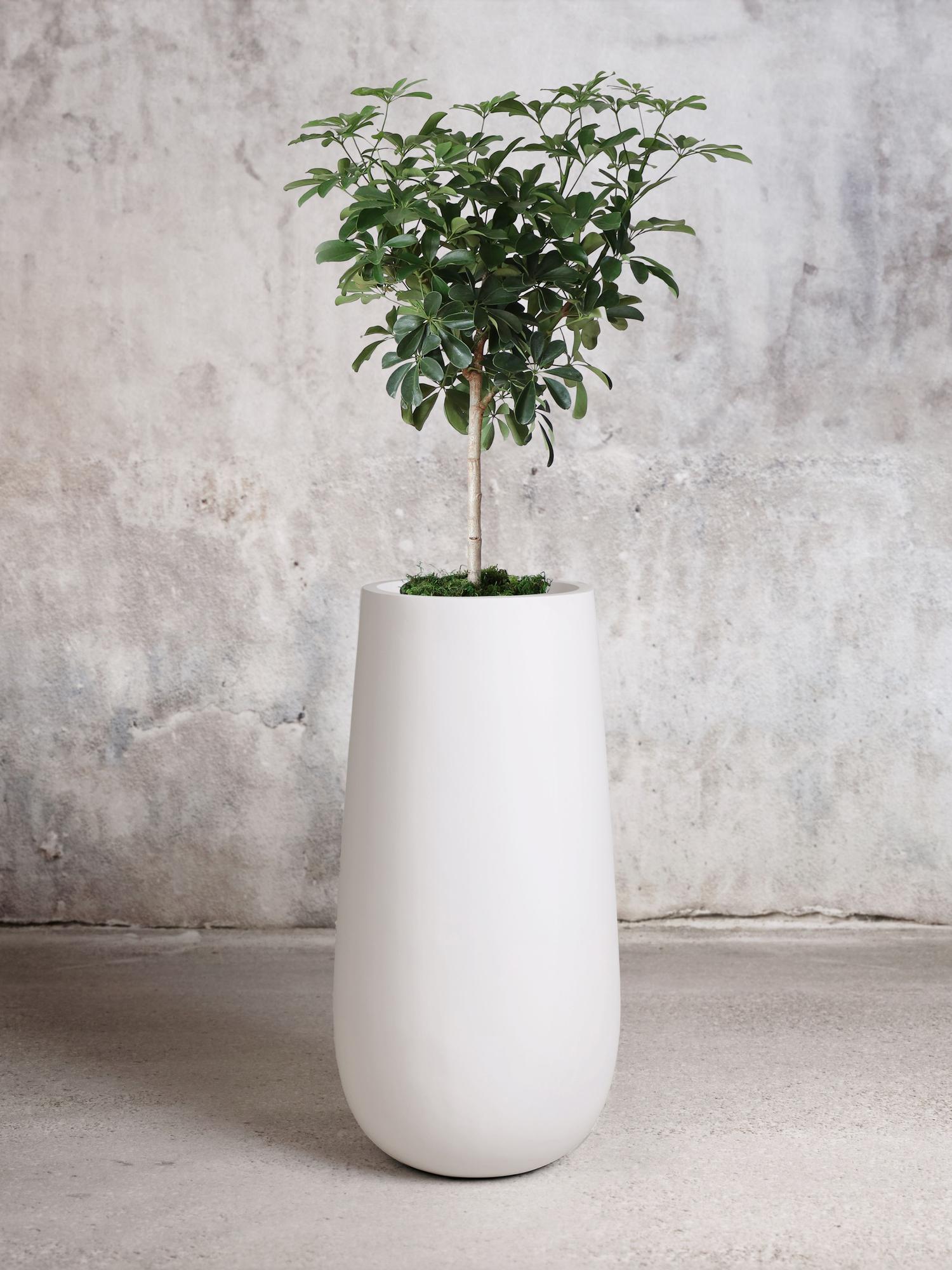 Schefflera Tree