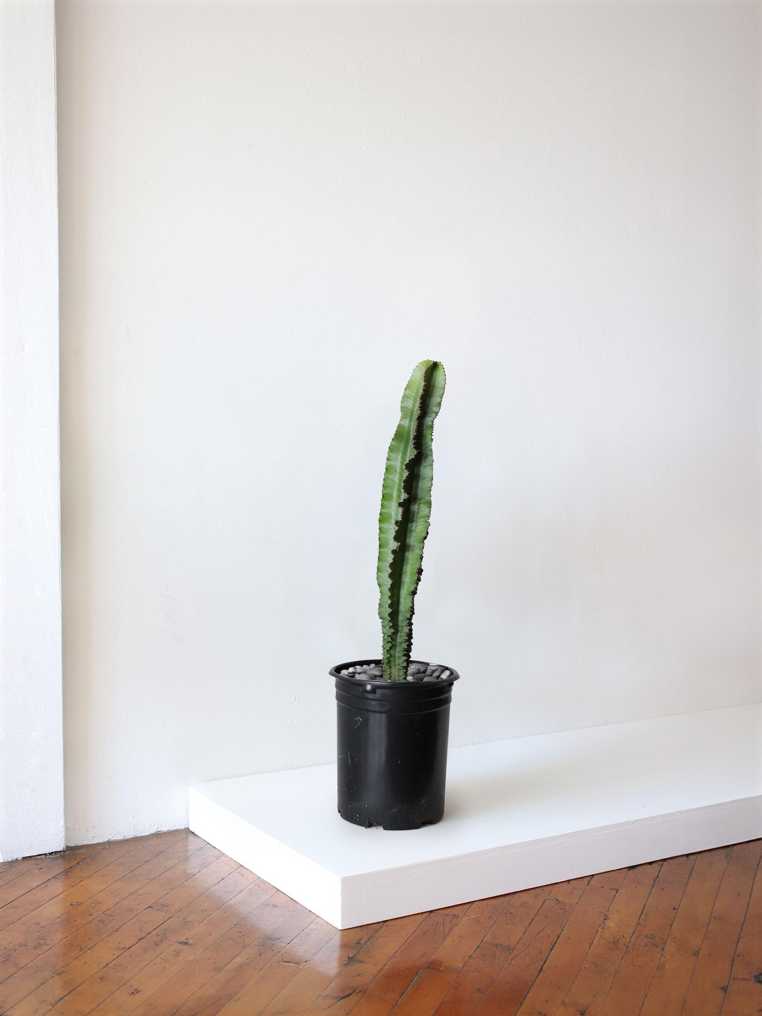 Jade Cactus