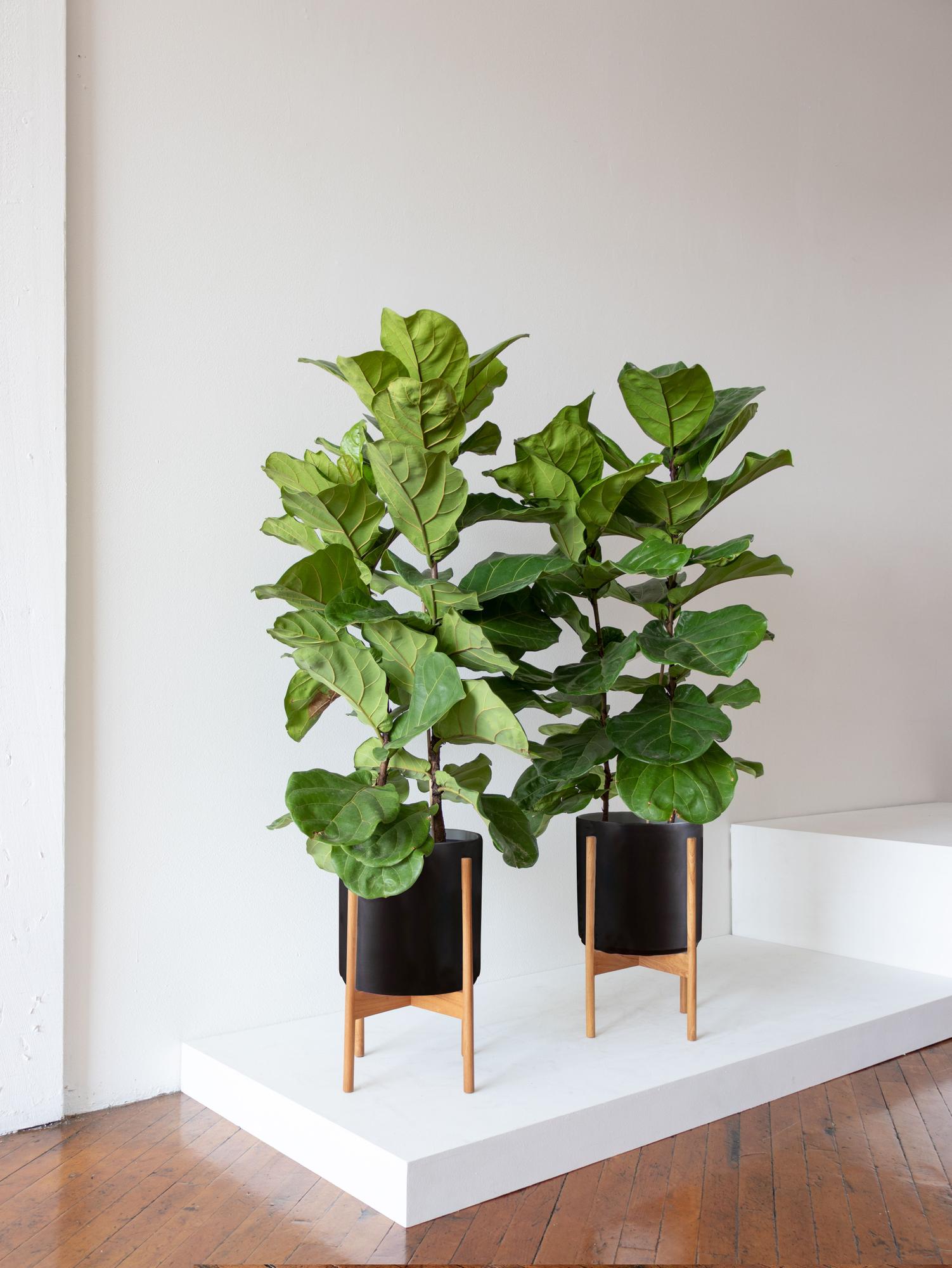 Fiddle Bush Duo - Black Mid-Century Ceramic & Light Wood Stand 