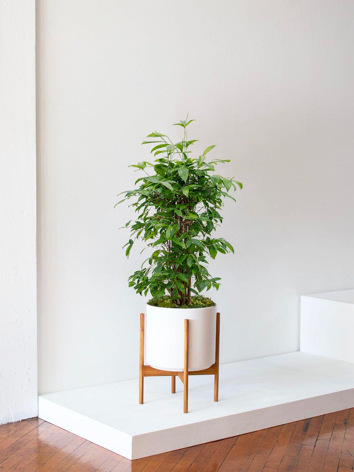Dracaena Balsamique