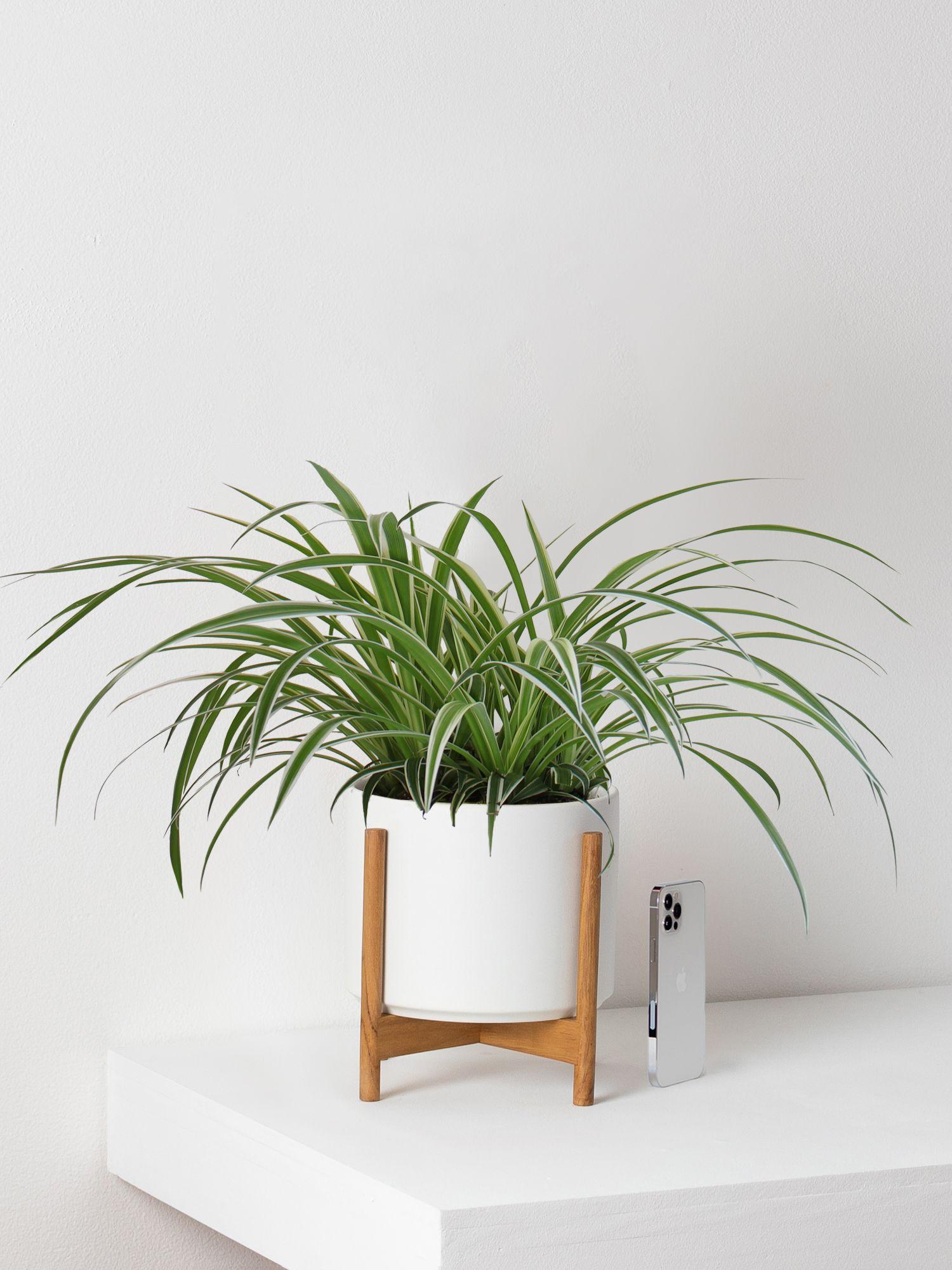 Spider Plant