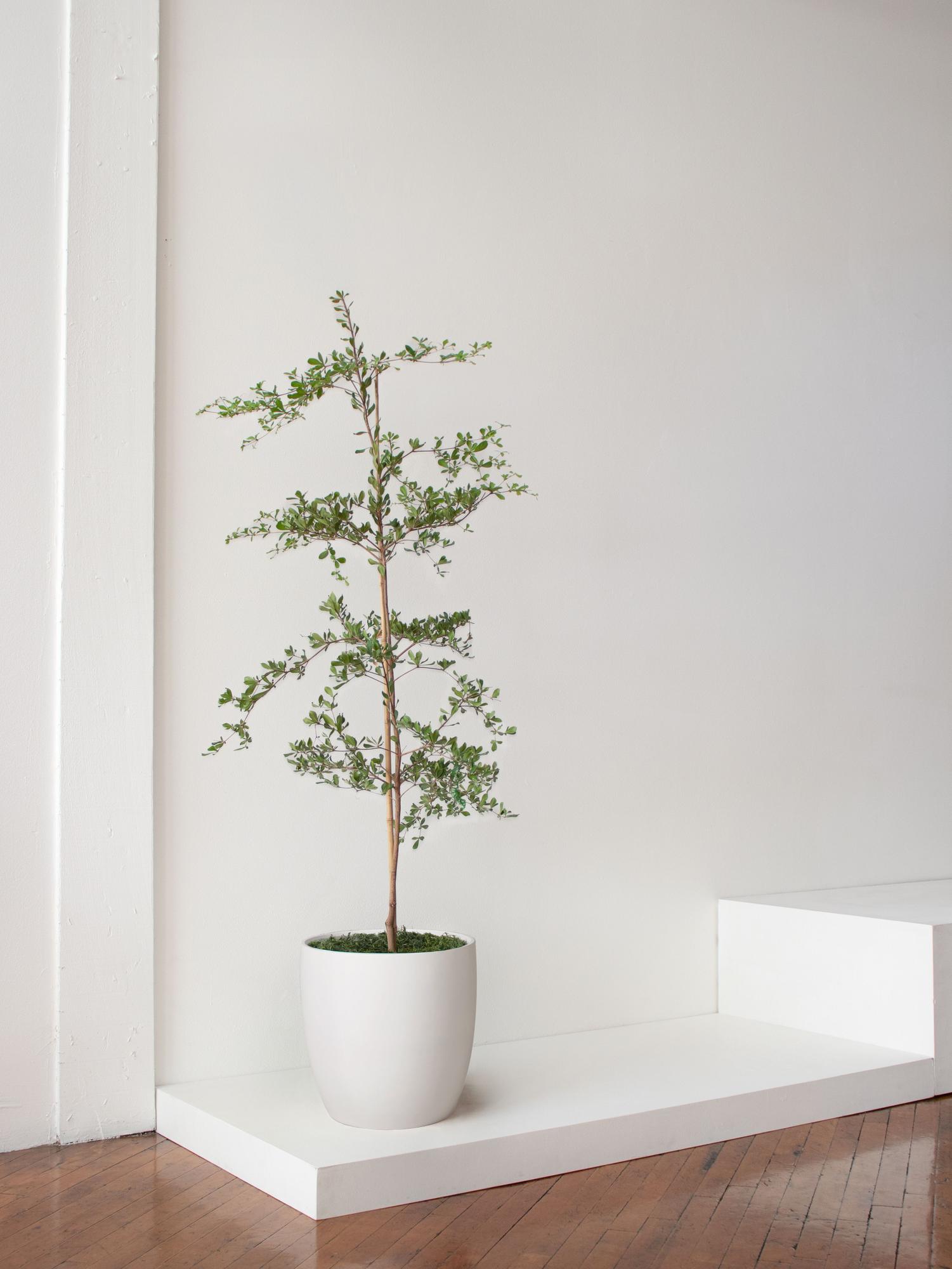 Black Olive Tree
