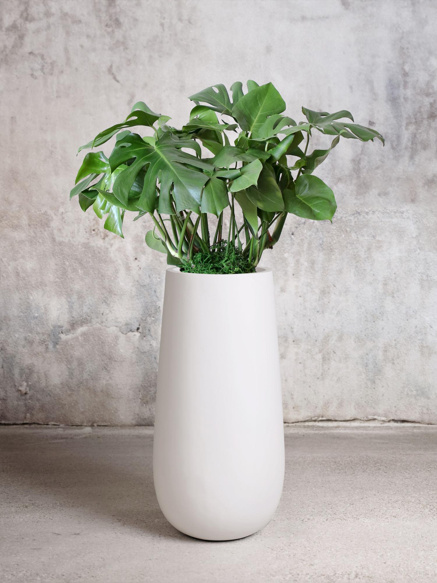 Monstera Deliciosa