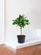Arbre Ficus Audrey