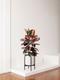 Ruby Rubber Tree
