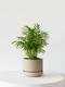 Parlor Palm