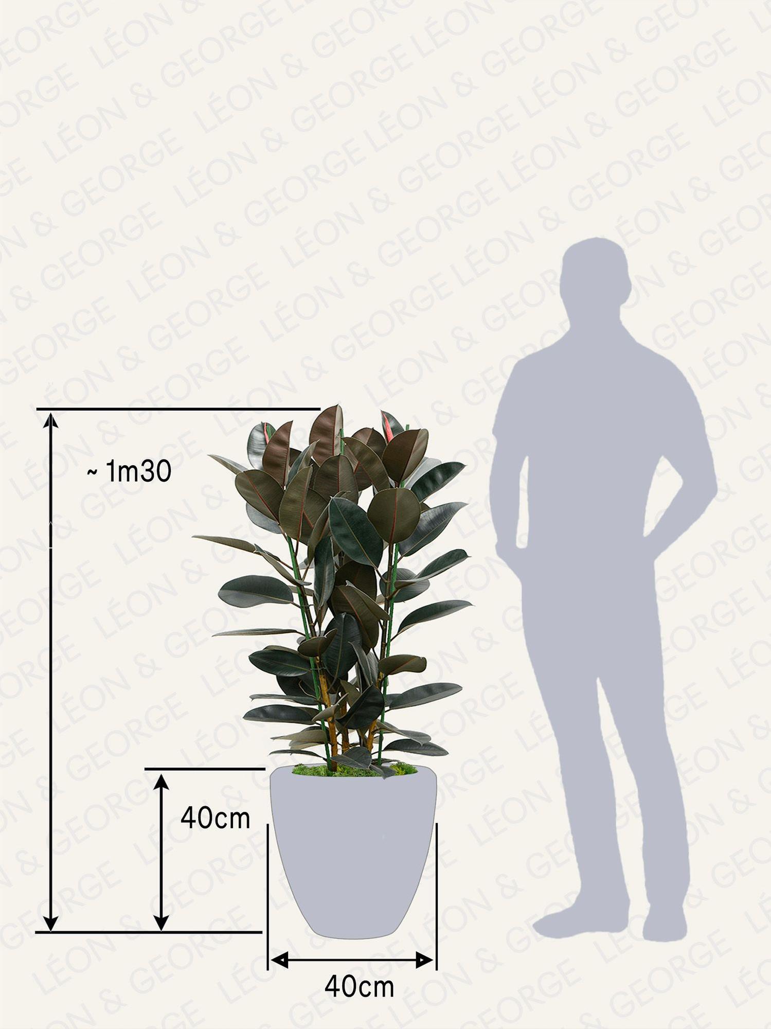 Ficus Elastica Abidjan