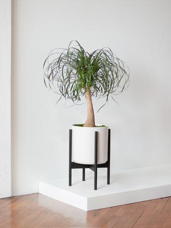 indoor plants picture