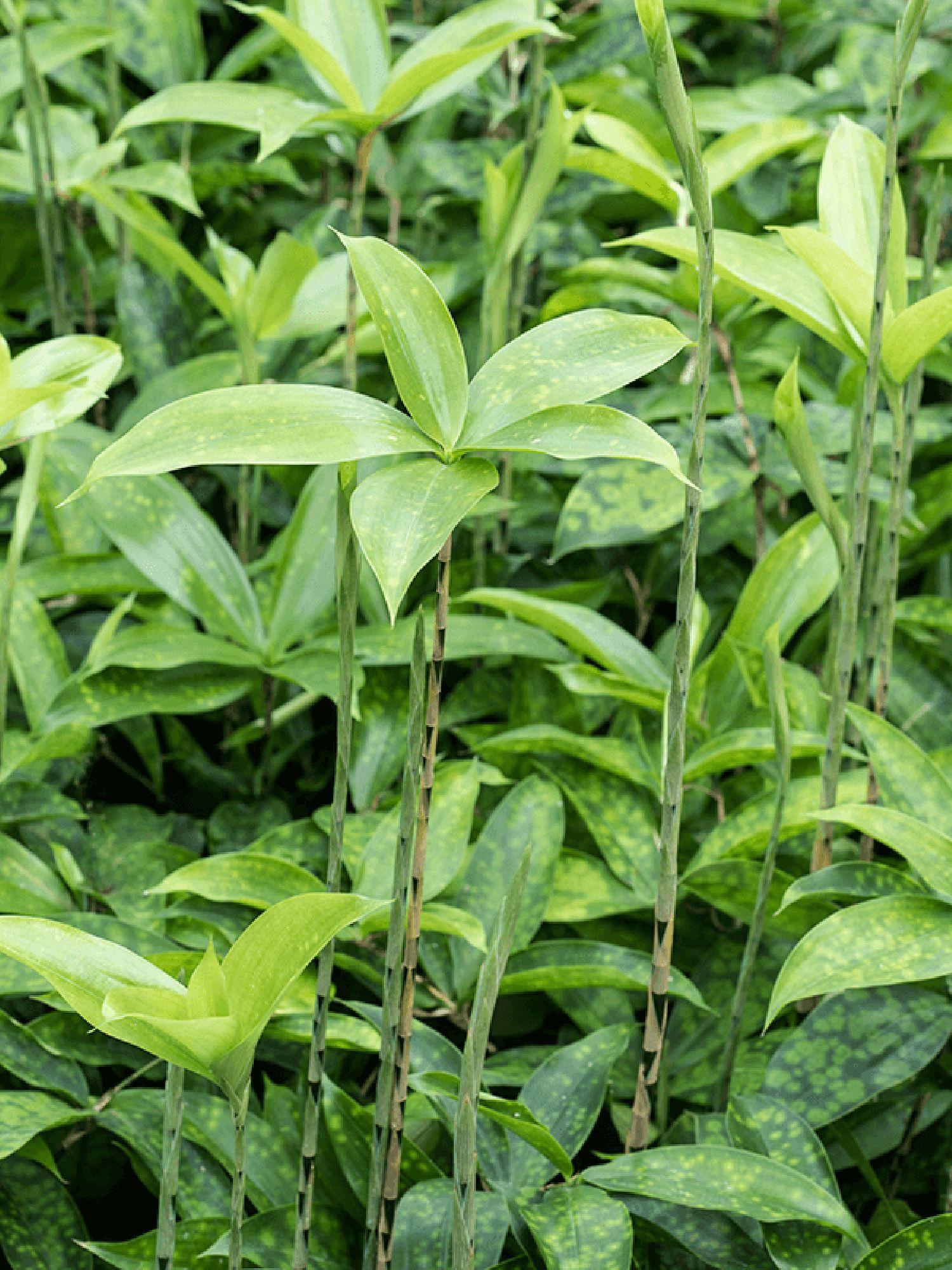 Dracaena Balsamique