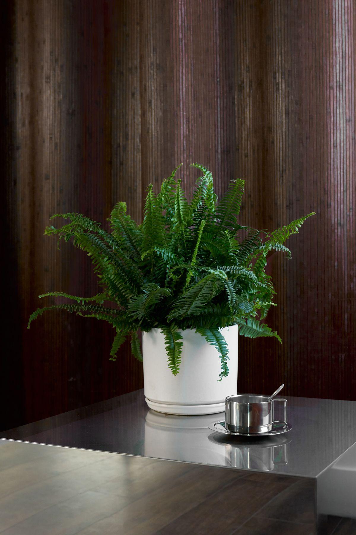 Boston Fern