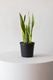 Snake Plant Laurentii