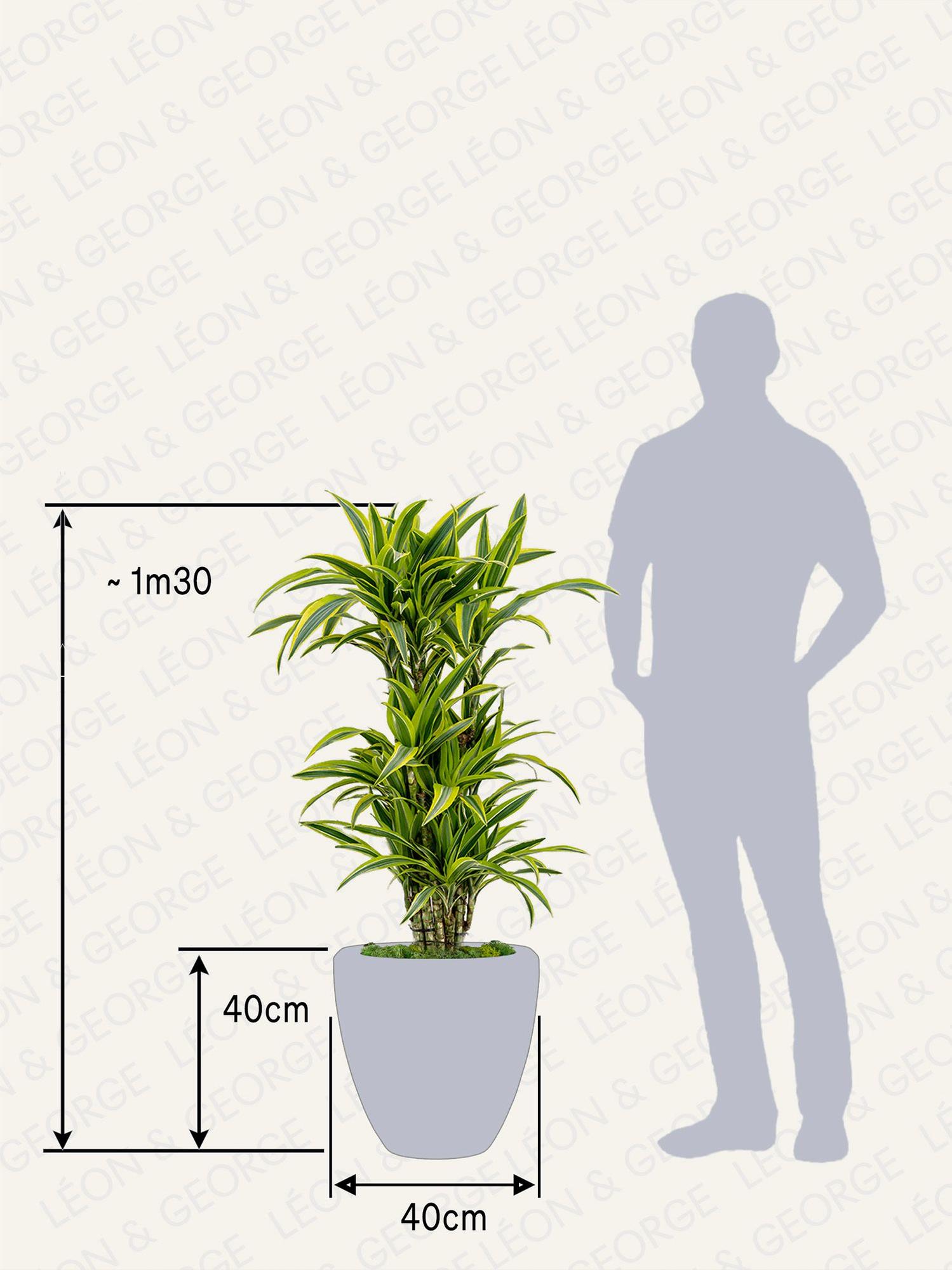 Dracaena Fragrans Lemon Lime