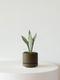 Moonshine Snake Plant