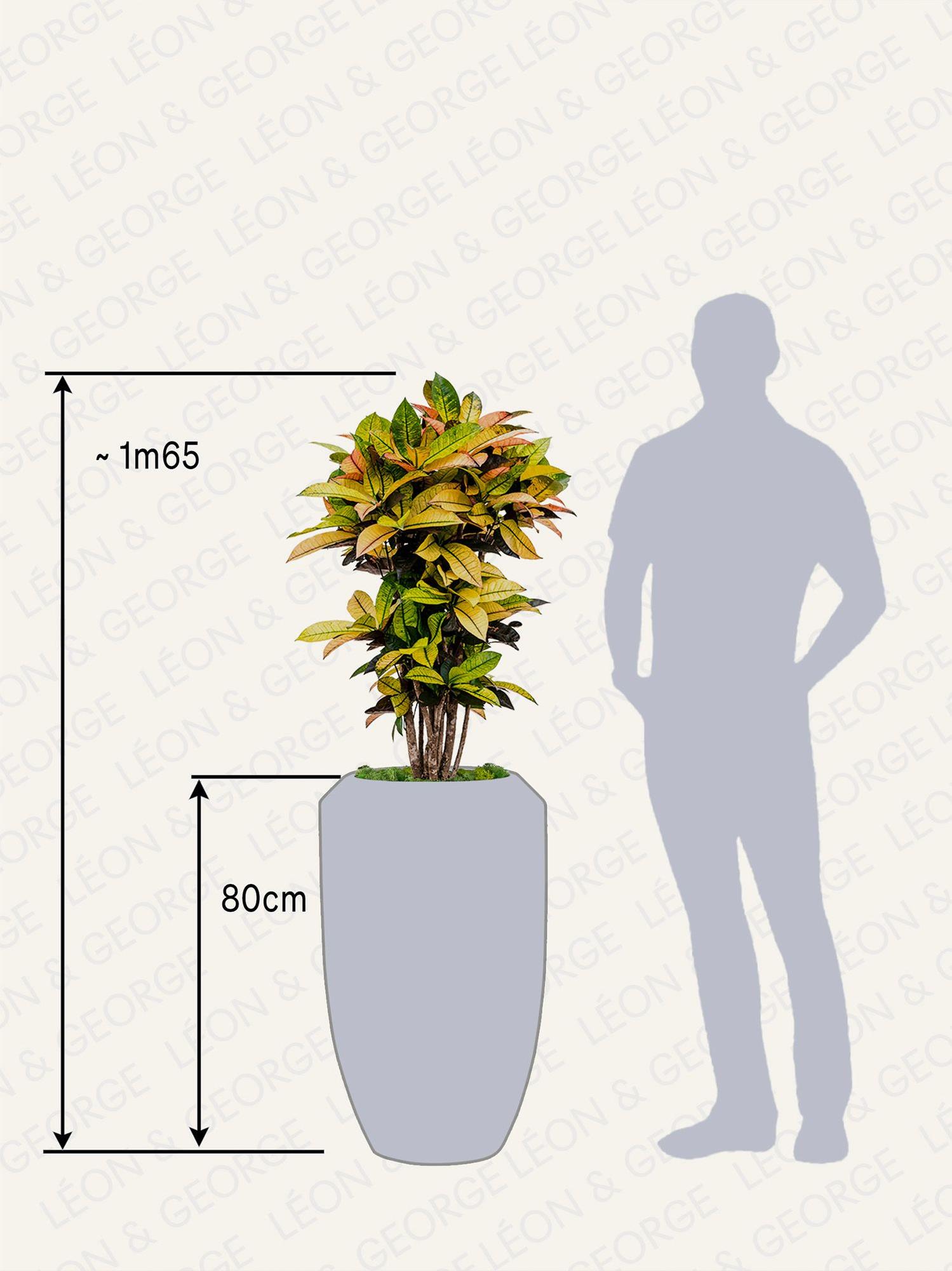 Croton Miss Iceton