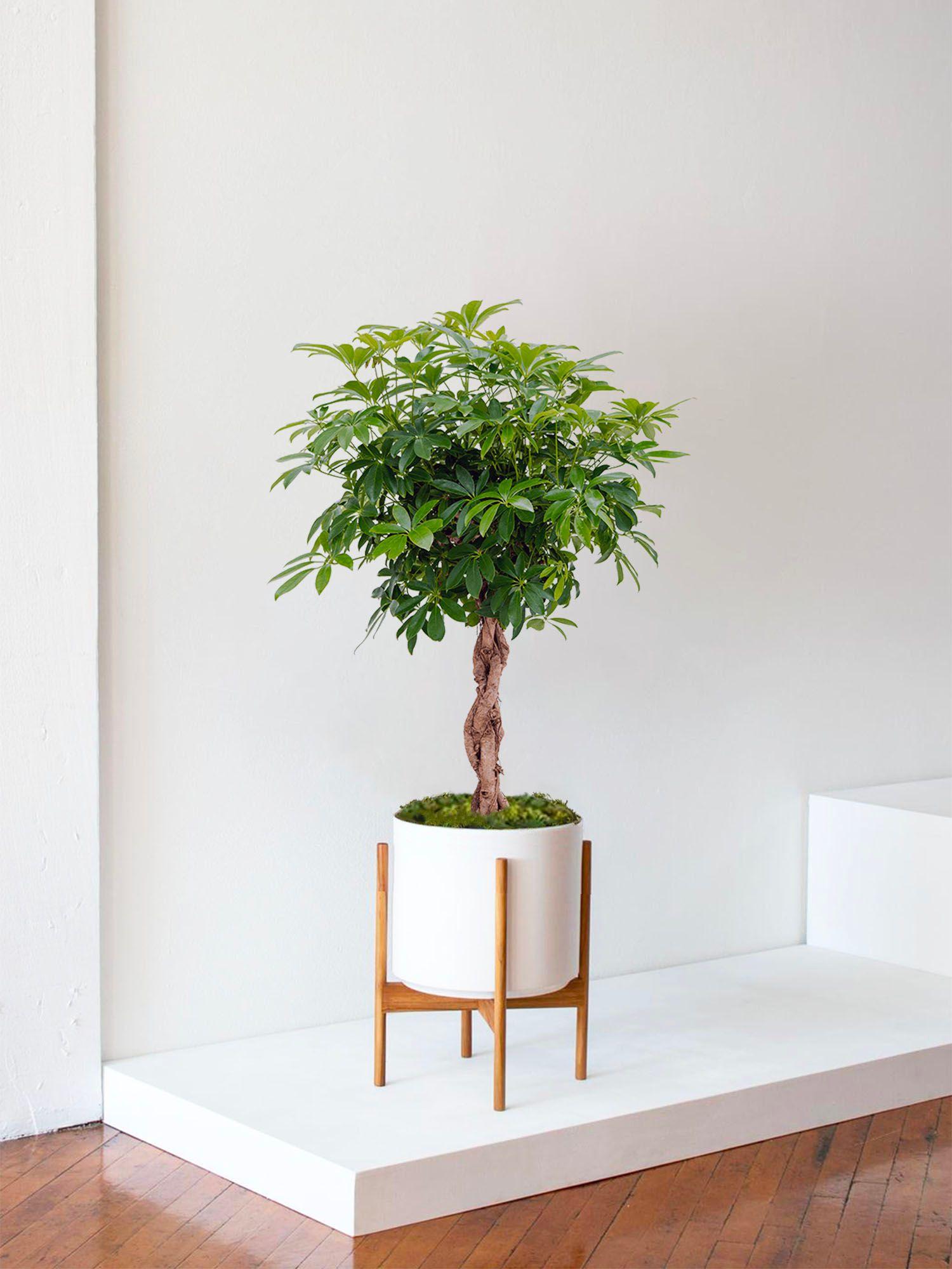 Arbre Schefflera