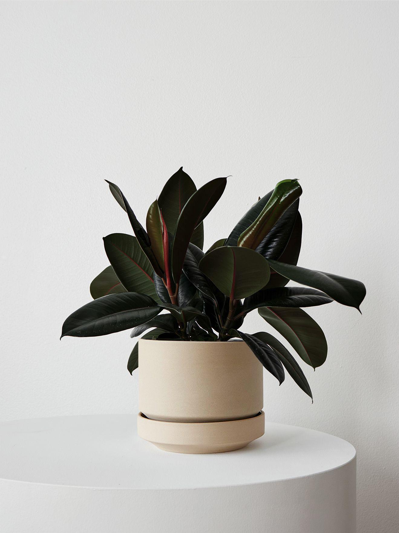 Rubber Plant - Sand Scandinavian Ceramic 