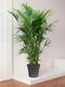 Kentia Palm