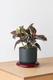 Ruby Rubber Plant
