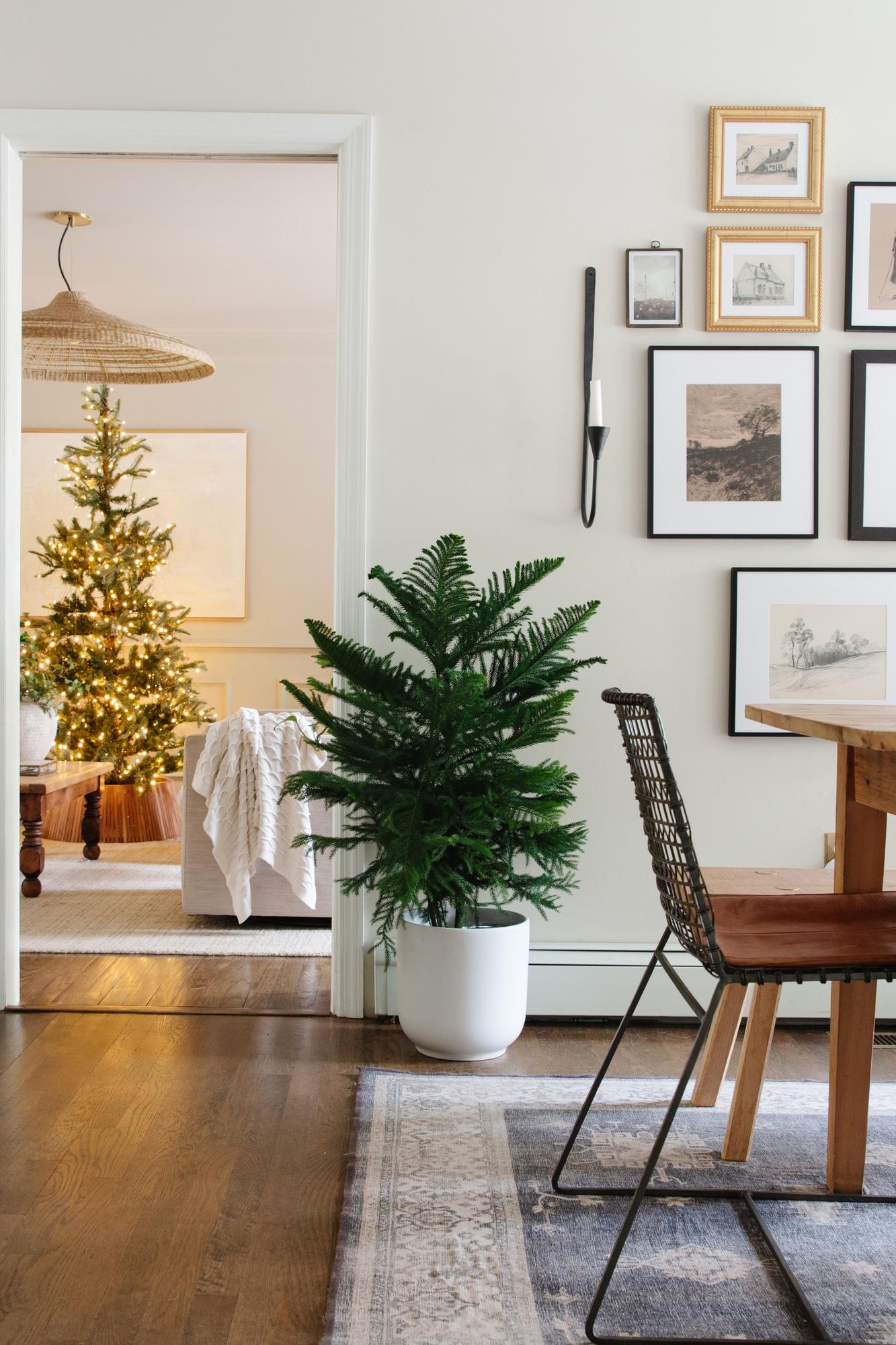 Norfolk Island Pine