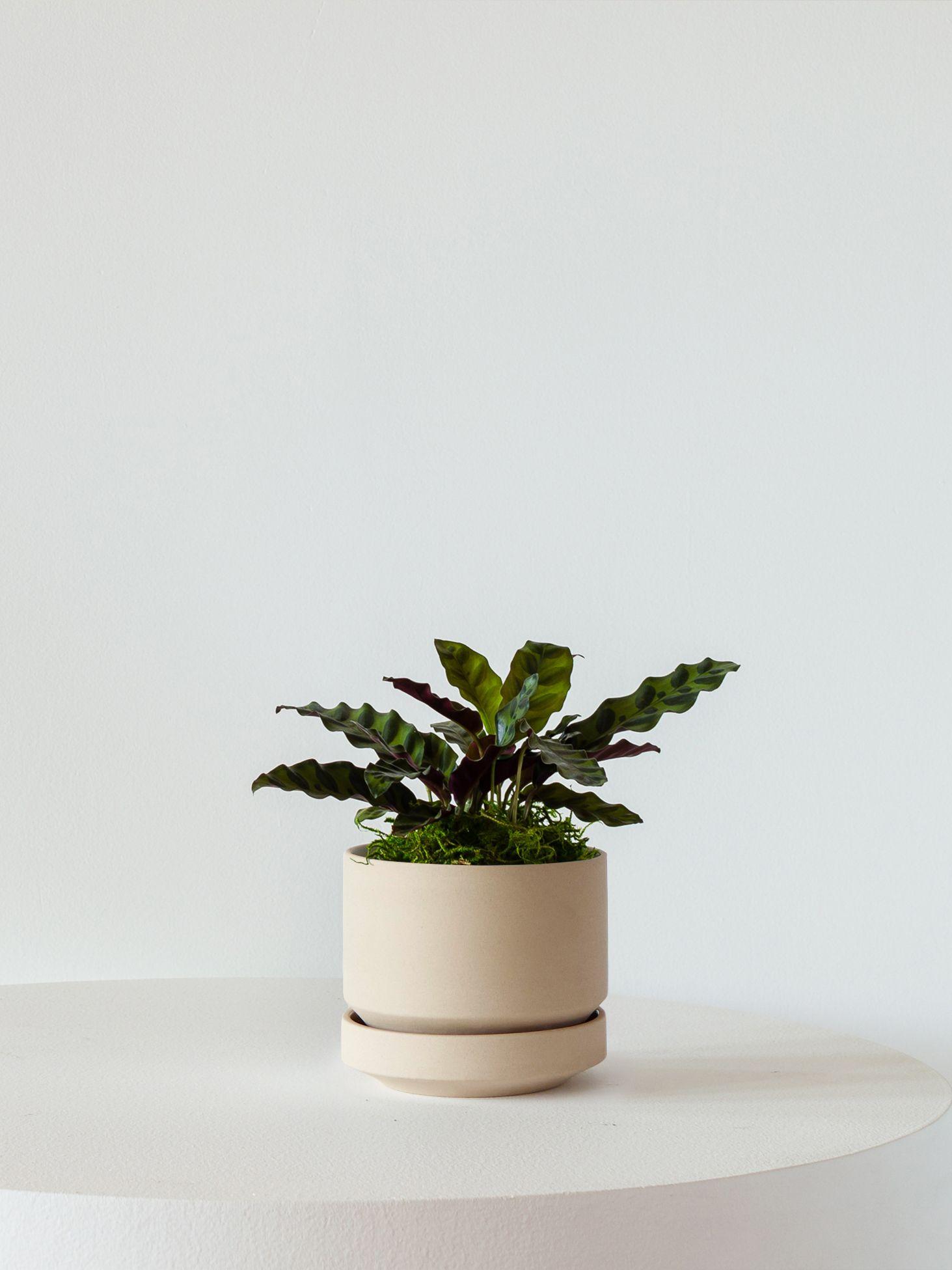 Calathea Rattlesnake - Sand Scandinavian Ceramic 
