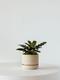 Calathea Rattlesnake