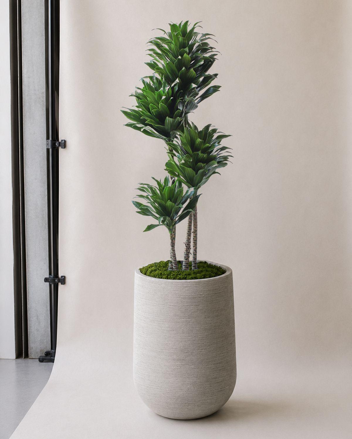 Dracaena Compacta in Dune Pilat Pot