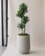 Dracaena Compacta