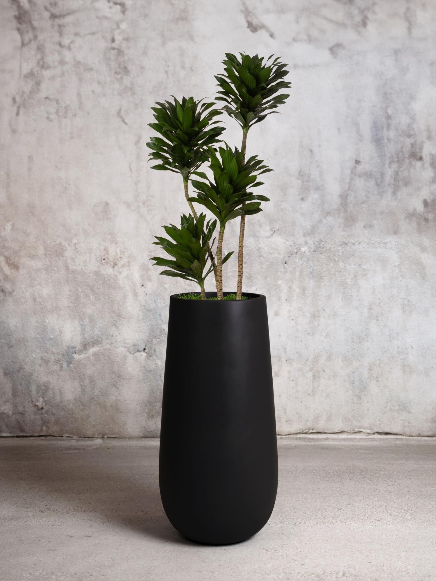 Dracaena Compacta