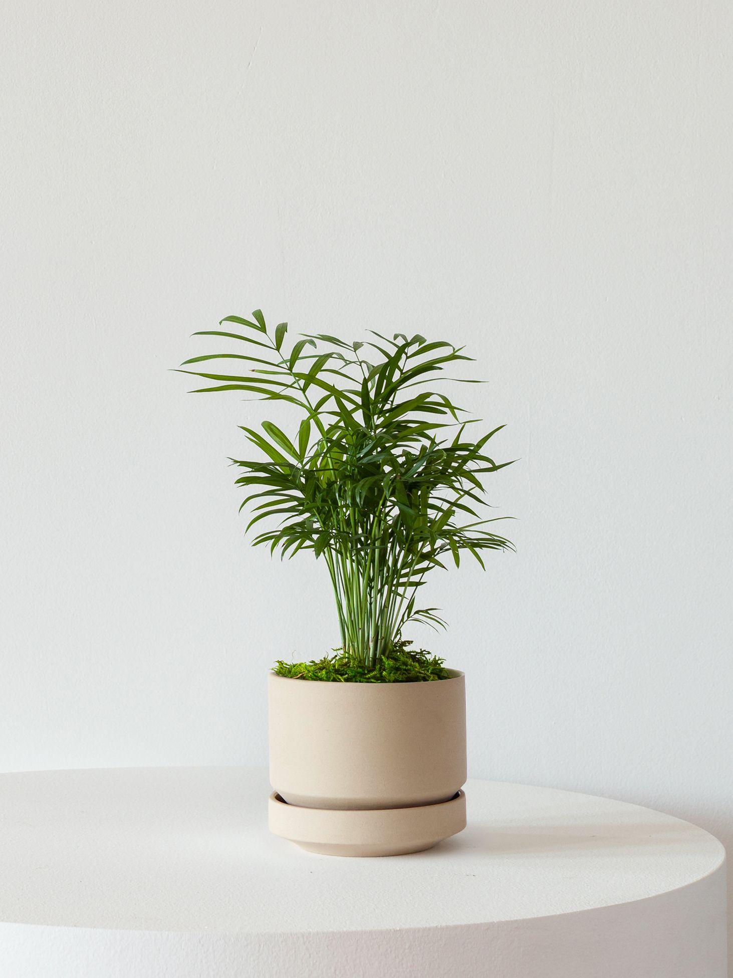 Parlor Palm - Sand Scandinavian Ceramic 