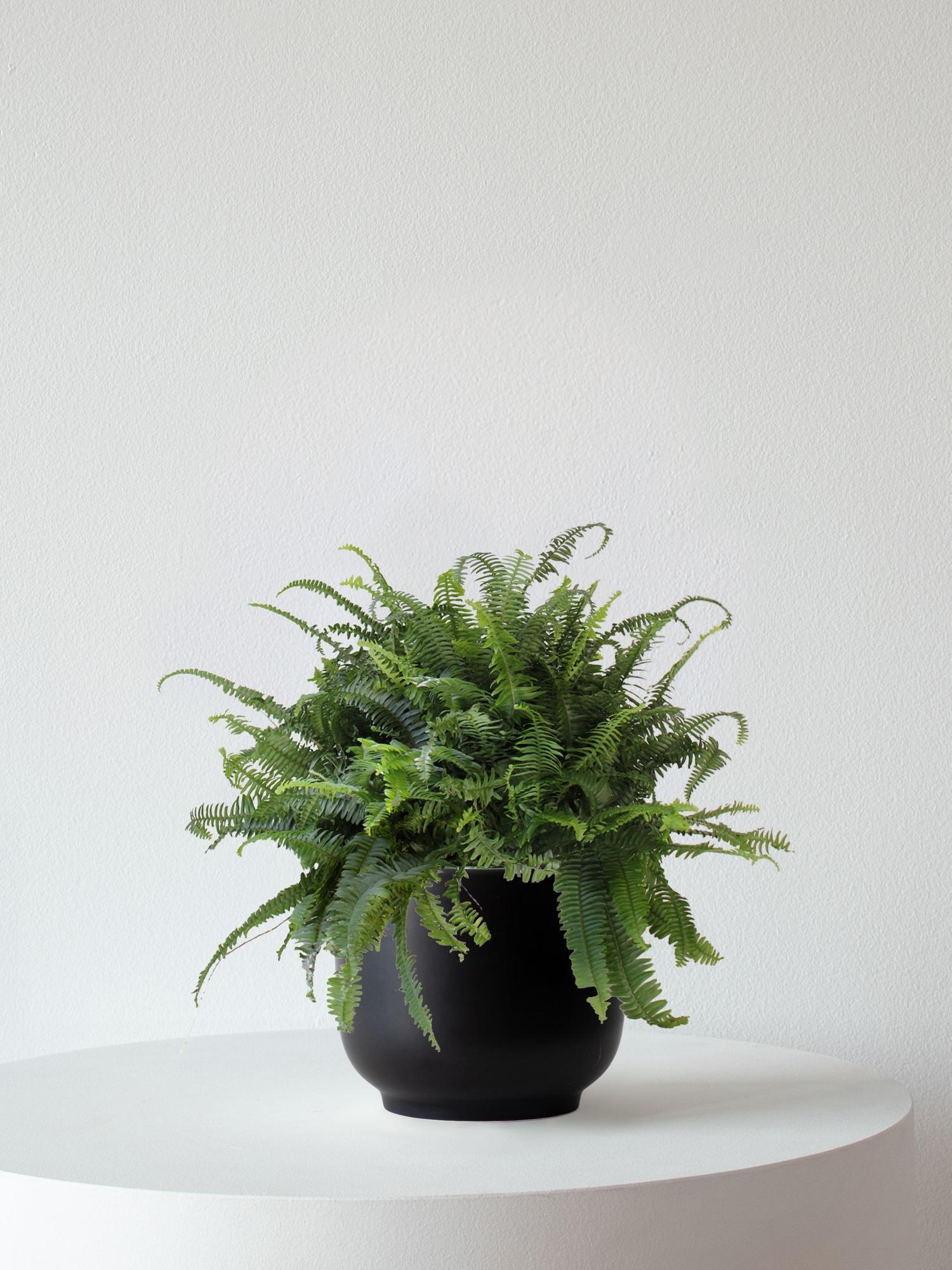 Boston Fern