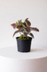 Ruby Rubber Plant