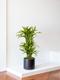 Dracaena Fragrans Lemon Lime