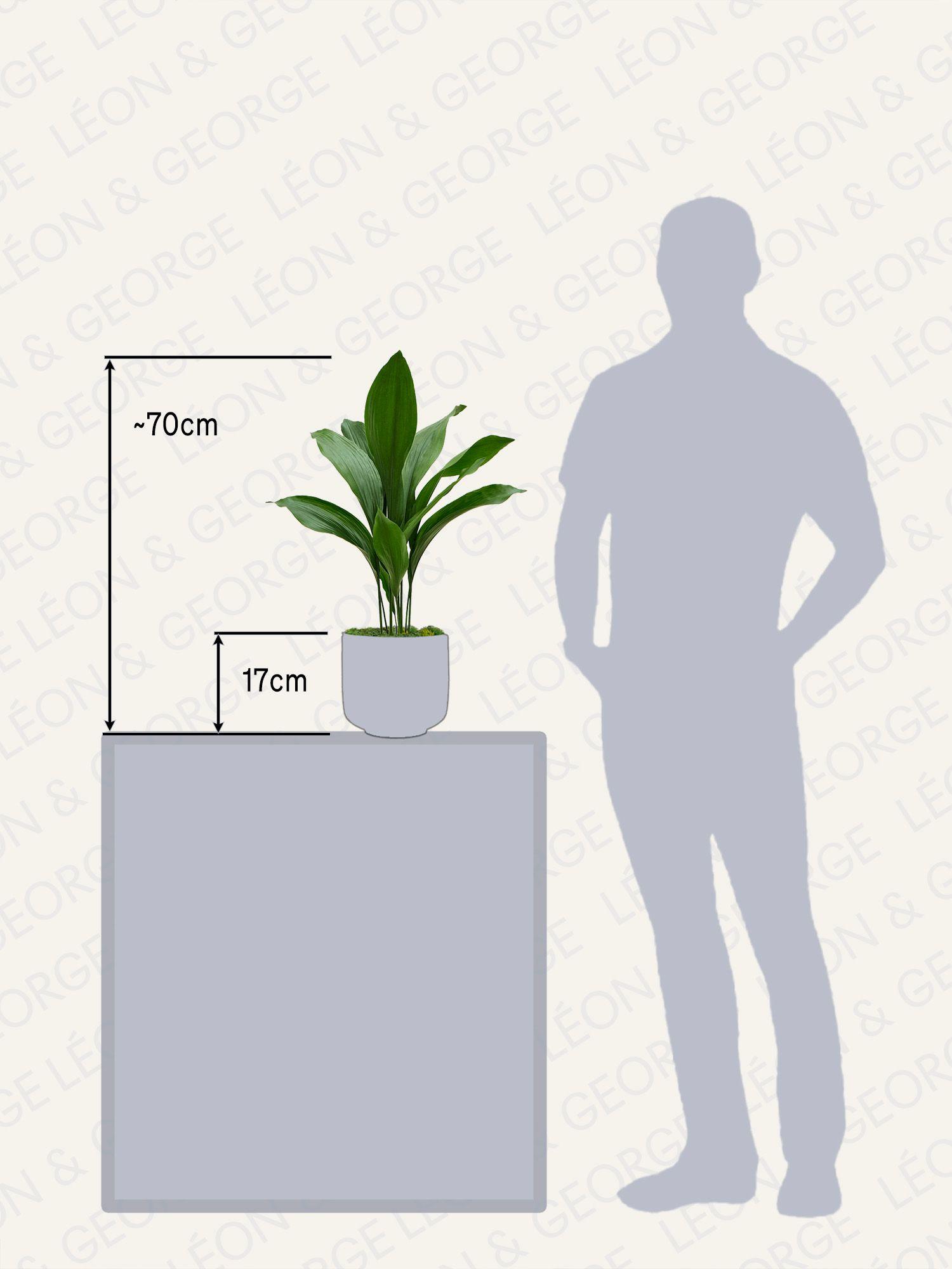 Aspidistra Elatior