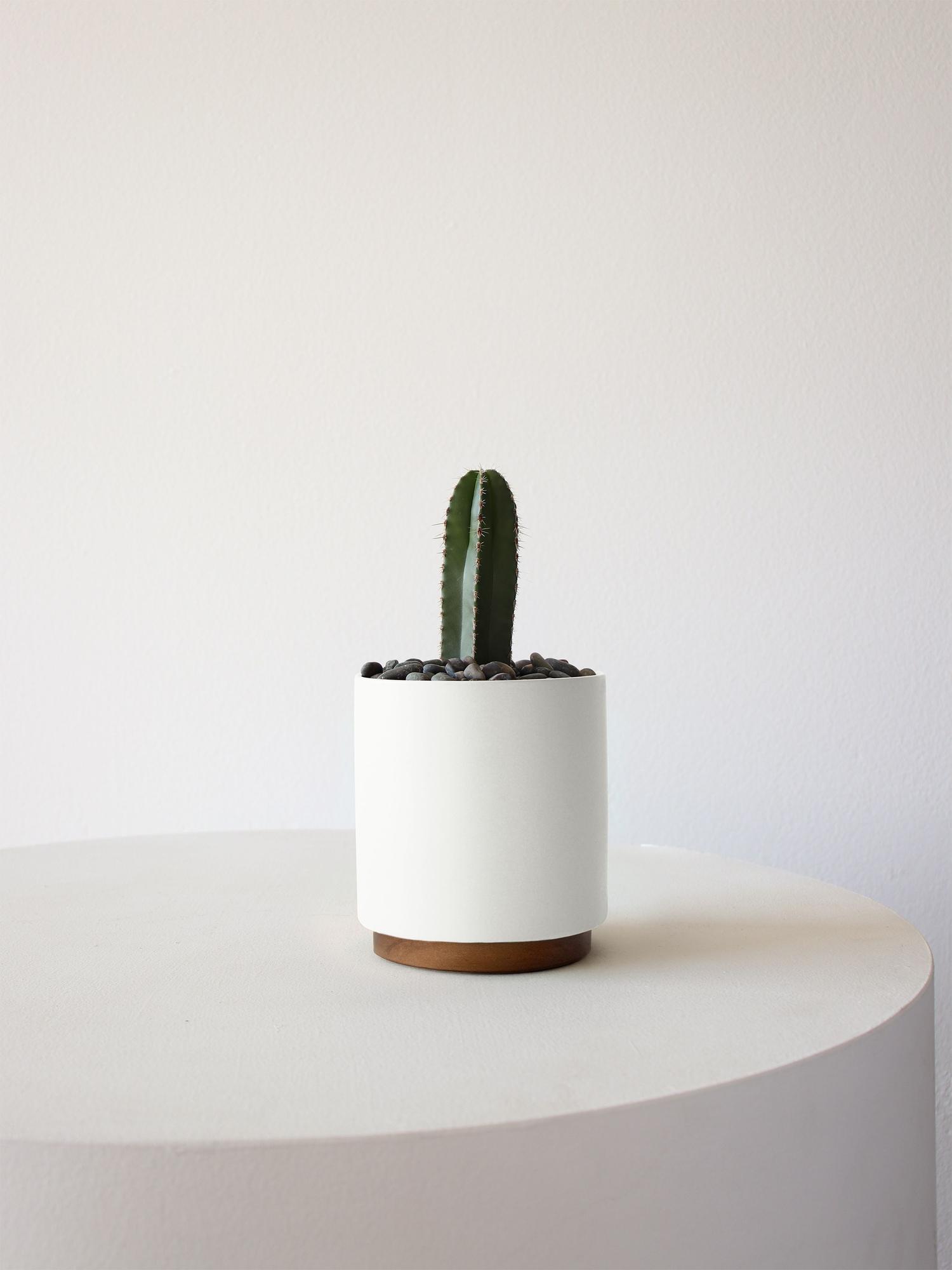 Mexican Fence Post Cactus