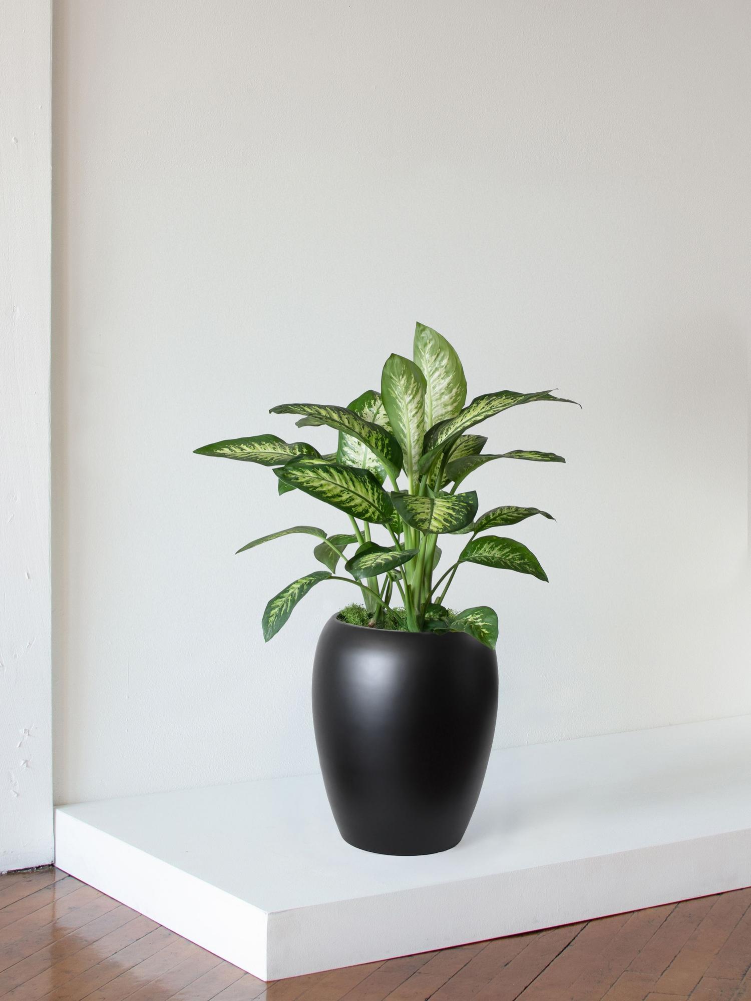 Dieffenbachia
