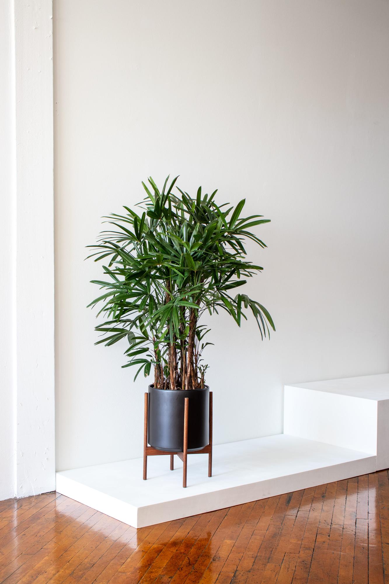 Lady Palm